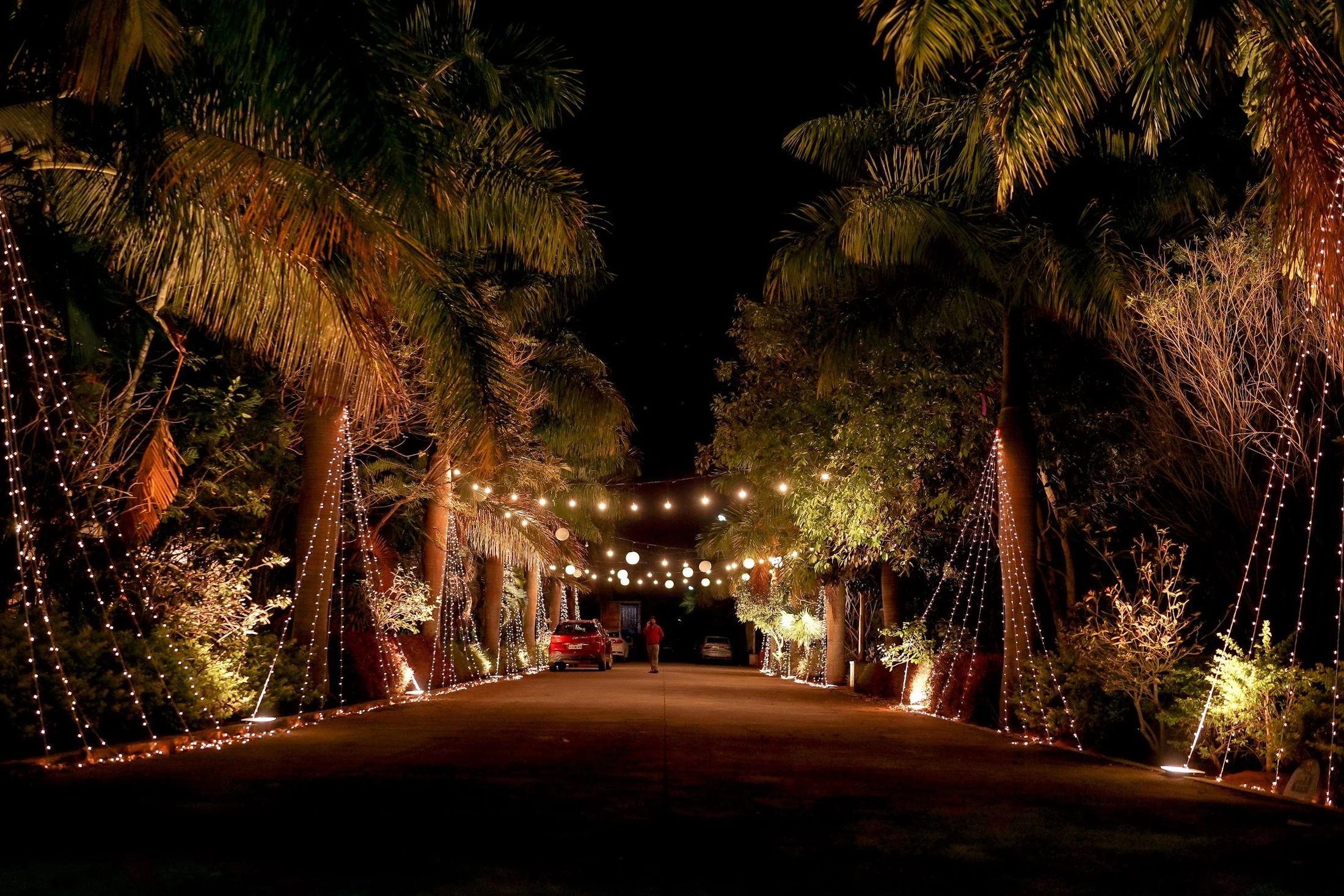 A tree-lined arrival walkway illuminated with warm lights